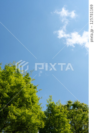 春の光に包まれた新緑の樹林と青空のコピースペース 125781169