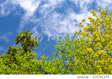 春の光に包まれた新緑の樹林と青空のコピースペース 125781174