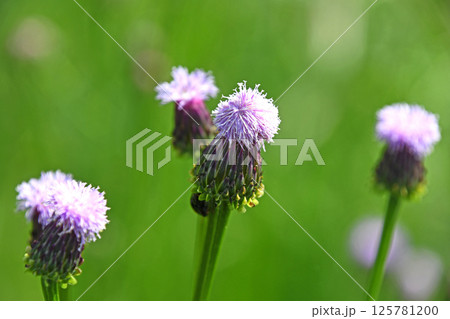 キツネアザミ（狐薊） 125781200