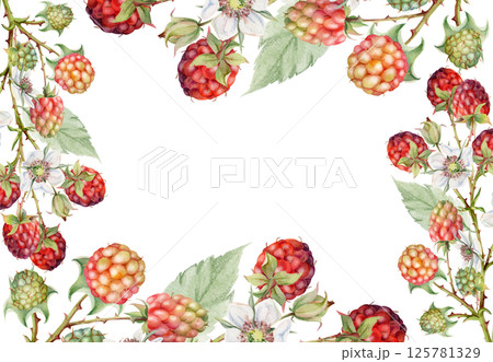Raspberry frame berries leaves flowers on thorny spiked branch hand drawn in watercolor. Ripe dewberry mulberry. Isolated border illustration. Home preserves cookbook, grocery store, realistic closeup 125781329