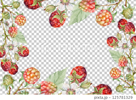 Raspberry frame berries leaves flowers on thorny spiked branch hand drawn in watercolor. Ripe dewberry mulberry. Isolated border illustration. Home preserves cookbook, grocery store, realistic closeup 125781329