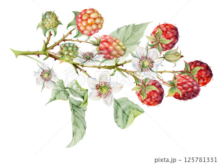 Raspberry berries leaves flowers on thorny spiked branch hand drawn in watercolor. Ripe dewberry mulberry. Isolated botanical illustration. Home preserves cookbook, grocery store, realistic closeup Raspberry berries leaves flowers on thorny spiked branch hand drawn in watercolor. Ripe dewberry mulberry. Isolated botanical illustration. Home preserves cookbook, grocery store, realistic closeup 125781331