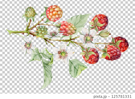 Raspberry berries leaves flowers on thorny spiked branch hand drawn in watercolor. Ripe dewberry mulberry. Isolated botanical illustration. Home preserves cookbook, grocery store, realistic closeup Raspberry berries leaves flowers on thorny spiked branch hand drawn in watercolor. Ripe dewberry mulberry. Isolated botanical illustration. Home preserves cookbook, grocery store, realistic closeup 125781331