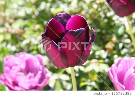 チューリップ畑に咲くピンク色のチューリップ 125781383