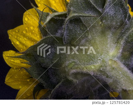 Close-Up of Dew-Kissed Sunflower Backside in Dark Lighting 125781420