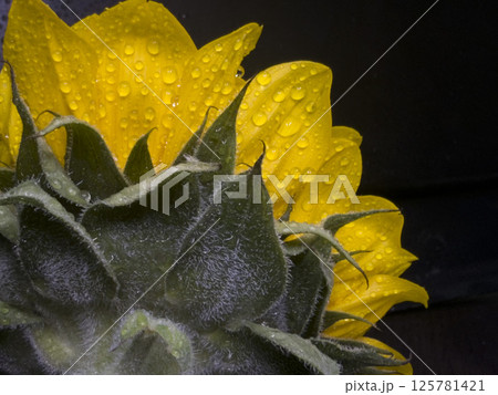 Close-Up of Dew-Kissed Sunflower Backside in Dark Lighting 125781421