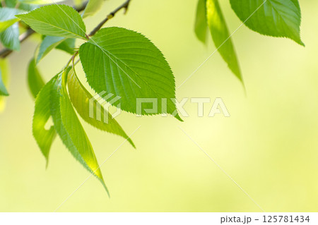 ソメイヨシノの若葉のクローズアップと新緑のイメージ 125781434