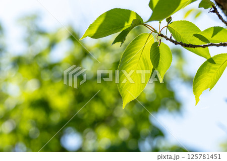 ソメイヨシノの若葉のクローズアップと新緑のイメージ 125781451