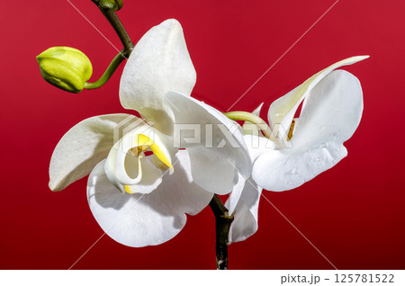 Delicate White Orchid Blooms and Bud on Deep Red Delicate White Orchid Blooms and Bud on Deep Red 125781522
