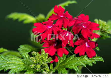 Vibrant Red Verbena Against a Deep green Backdrop 125781532