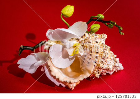 White Orchid and Seashell on Red Background White Orchid and Seashell on Red Background 125781535