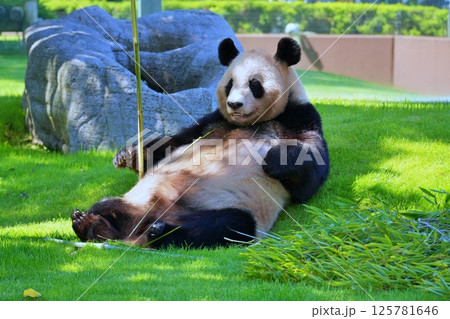 ジャイアントパンダ 125781646