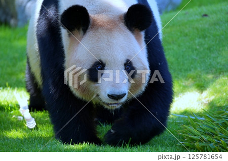 ジャイアントパンダ 125781654
