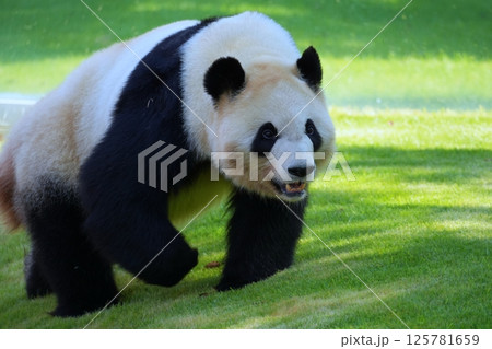 ジャイアントパンダ 125781659