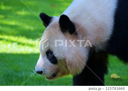 ジャイアントパンダ 125781660
