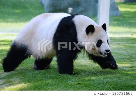 ジャイアントパンダ 125781663