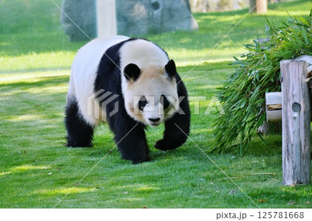 ジャイアントパンダ 125781668