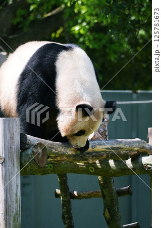 ジャイアントパンダ 125781673