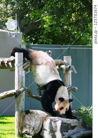 ジャイアントパンダ 125781674