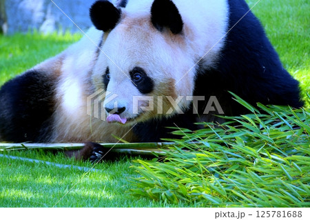 ジャイアントパンダ 125781688