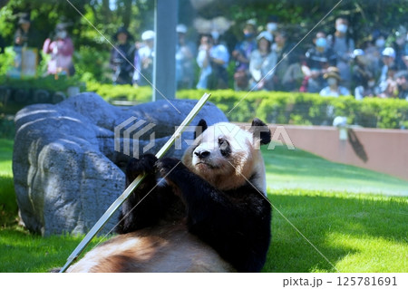 ジャイアントパンダ ジャイアントパンダ 125781691