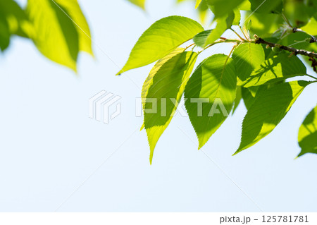 春の光が透けてくるソメイヨシノの若葉と青空のコピースペース 春の光が透けてくるソメイヨシノの若葉と青空のコピースペース 125781781