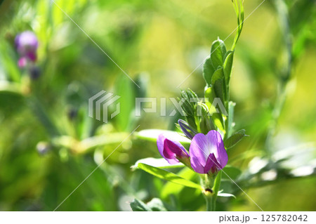 カラスノエンドウ（烏野豌豆） 125782042