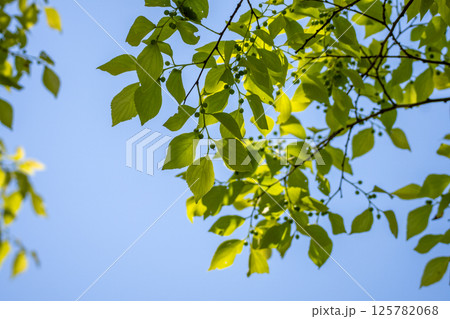 新緑に降り注ぐ春の光 125782068