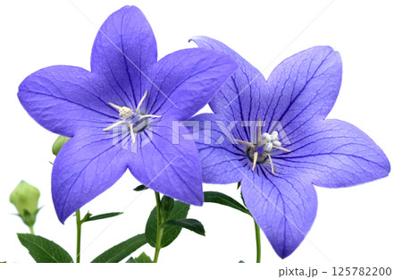桔梗の花 秋の七草のひとつ (fix撮影) 桔梗の花 秋の七草のひとつ (fix撮影) 125782200