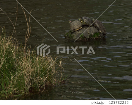 神社の池で甲羅干しする亀、東京都大田区山王「厳島神社」 神社の池で甲羅干しする亀、東京都大田区山王「厳島神社」 125782233