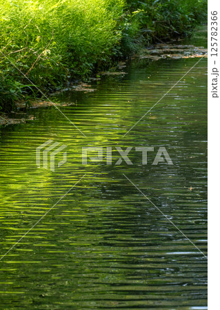 新緑の水辺 新緑の水辺 125782366