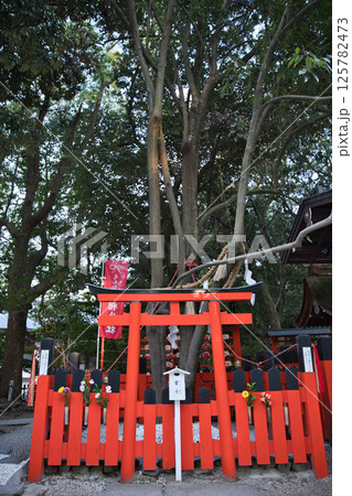 下鴨神社　連理の賢木（御神木） 125782473