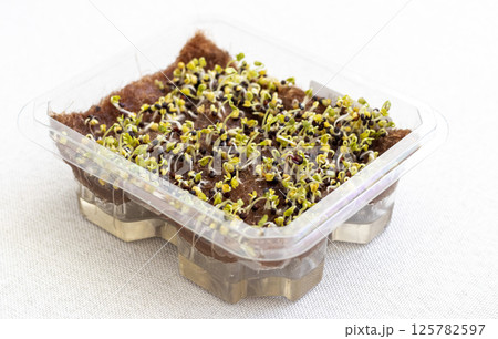 Freshly sprouted shoots of micro greens in the plastic containers on the jute mat. Placed on the windowsill in the balcony of the modern apartment Freshly sprouted shoots of micro greens in the plastic containers on the jute mat. Placed on the windowsill in the balcony of the modern apartment 125782597
