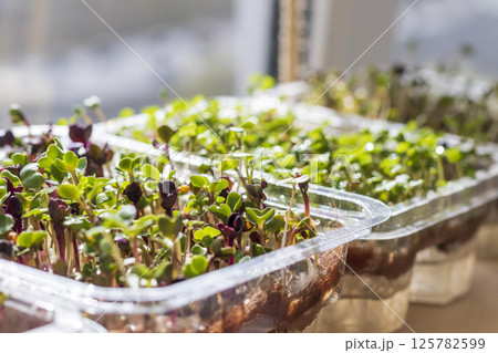 Freshly sprouted shoots of micro greens in the plastic containers on the jute mat. Placed on the windowsill in the balcony of the modern apartment 125782599