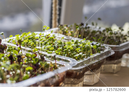 Freshly sprouted shoots of micro greens in the plastic containers on the jute mat. Placed on the windowsill in the balcony of the modern apartment 125782600