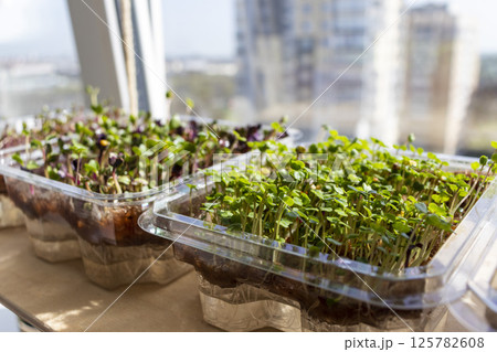 Freshly sprouted shoots of micro greens in the plastic containers on the jute mat. Placed on the windowsill in the balcony of the modern apartment 125782608
