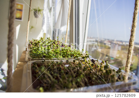 Freshly sprouted shoots of micro greens in the plastic containers on the jute mat. Placed on the windowsill in the balcony of the modern apartment Freshly sprouted shoots of micro greens in the plastic containers on the jute mat. Placed on the windowsill in the balcony of the modern apartment 125782609