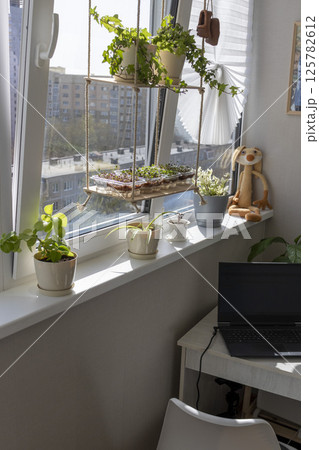 Freshly sprouted shoots of micro greens in the plastic containers on the jute mat. Placed on the windowsill in the balcony of the modern apartment Freshly sprouted shoots of micro greens in the plastic containers on the jute mat. Placed on the windowsill in the balcony of the modern apartment 125782612