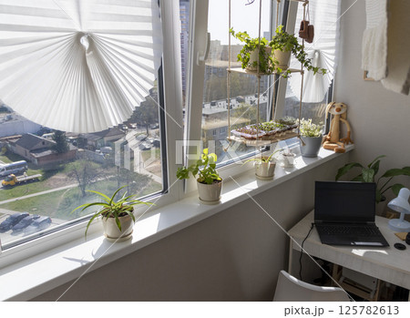 Freshly sprouted shoots of micro greens in the plastic containers on the jute mat. Placed on the windowsill in the balcony of the modern apartment Freshly sprouted shoots of micro greens in the plastic containers on the jute mat. Placed on the windowsill in the balcony of the modern apartment 125782613