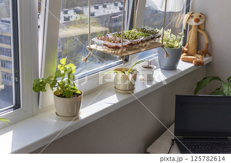 Freshly sprouted shoots of micro greens in the plastic containers on the jute mat. Placed on the windowsill in the balcony of the modern apartment 125782614
