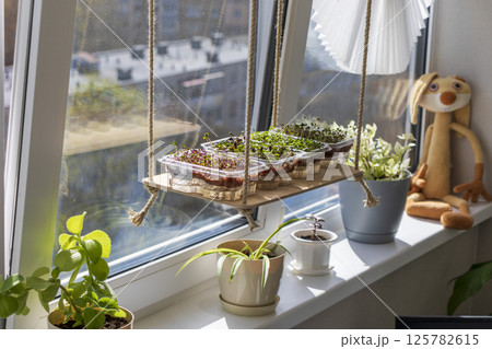 Freshly sprouted shoots of micro greens in the plastic containers on the jute mat. Placed on the windowsill in the balcony of the modern apartment 125782615