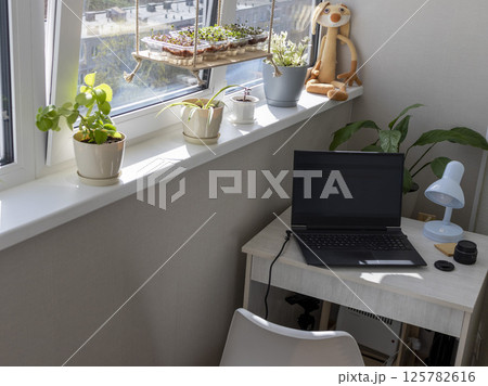 Freshly sprouted shoots of micro greens in the plastic containers on the jute mat. Placed on the windowsill in the balcony of the modern apartment 125782616