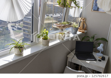 Freshly sprouted shoots of micro greens in the plastic containers on the jute mat. Placed on the windowsill in the balcony of the modern apartment 125782617