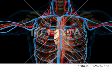 Human heart circulatory system anatomy for medical concept 3D rendering Human heart circulatory system anatomy for medical concept 3D rendering 125782628
