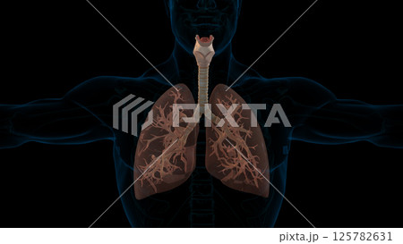 human lungs respiratory system anatomy for medical 3D rendering human lungs respiratory system anatomy for medical 3D rendering 125782631