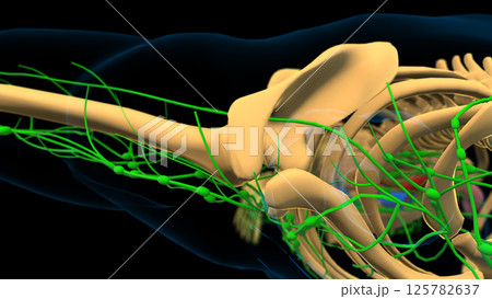 human lymph nodes anatomy for medical concept 3D rendering 125782637