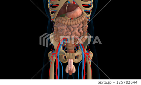 Human digestive system and internal organs anatomy for medical concept 3D rendering Human digestive system and internal organs anatomy for medical concept 3D rendering 125782644