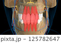 Human teeth Incisors teeth anatomy for medical concept 3D rendering 125782647