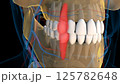 Human teeth canine teeth anatomy for medical concept 3D rendering 125782648