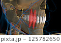 Human teeth premolar teeth anatomy for medical concept 3D rendering 125782650